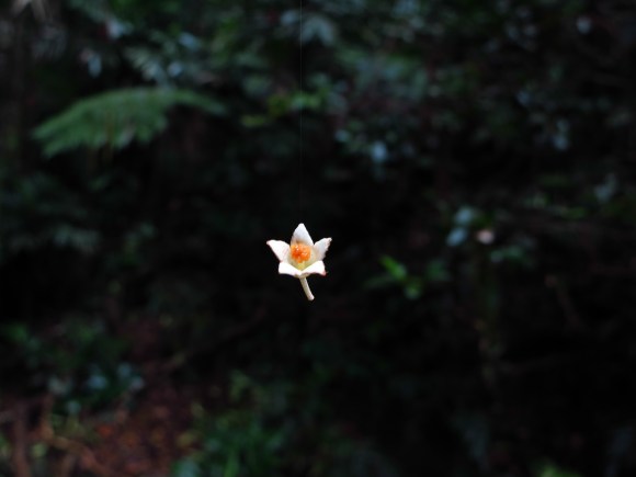 Flower suspended by spiderweb strand