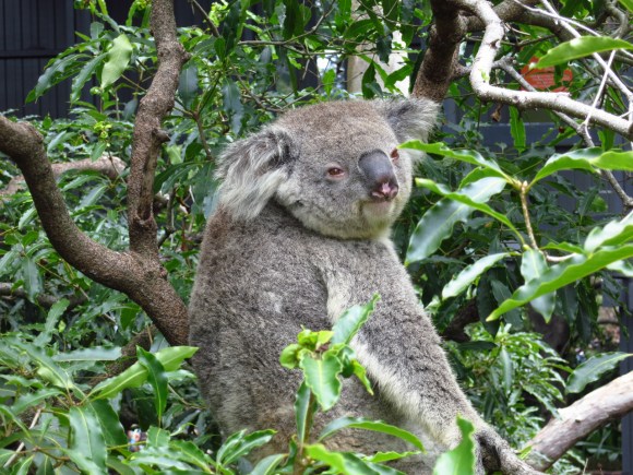 Koala