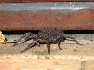 Wolf spider with babies