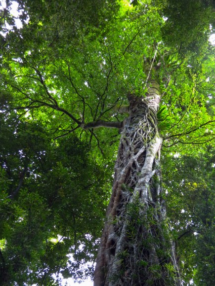 Strangler Fig on Yellow Carabean