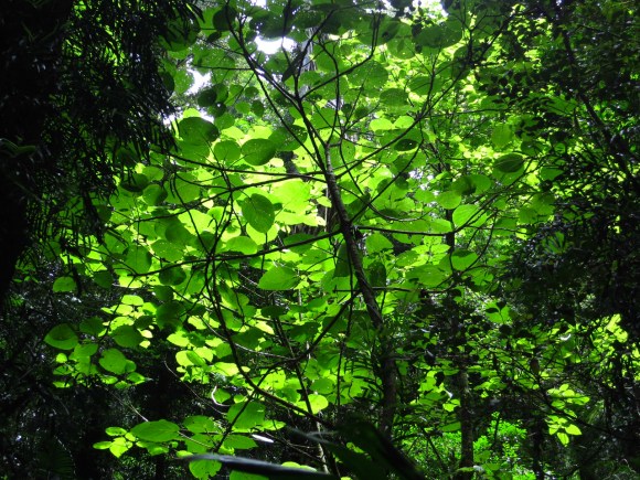 Dappled light at Dorrigo