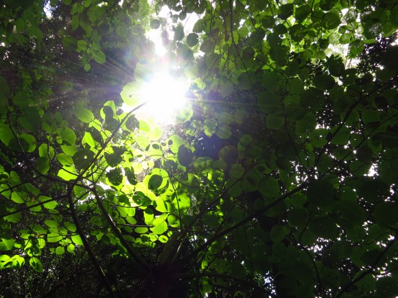 Dappled light at Dorrigo