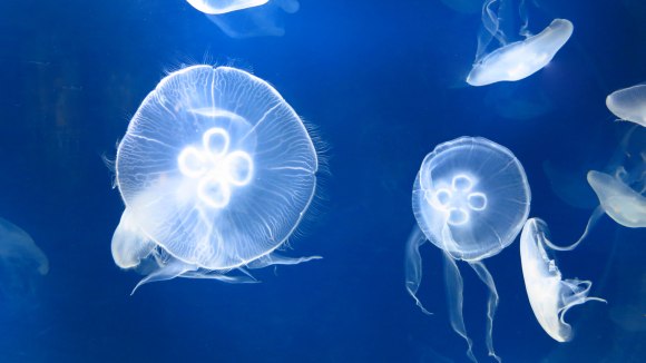 Jellyfish