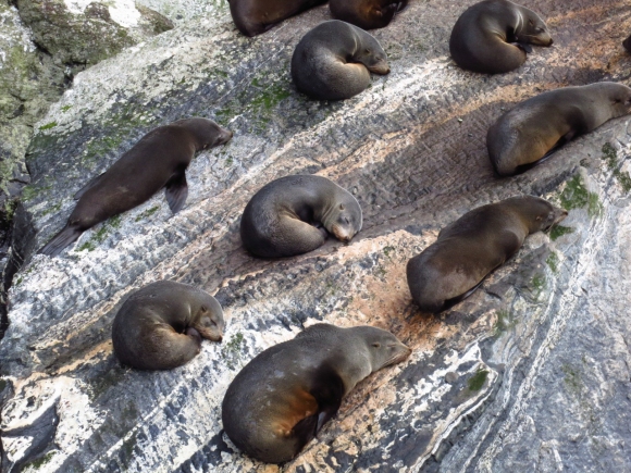 Seals sleeping on a rock