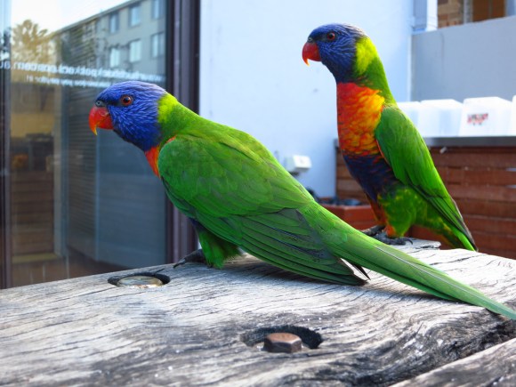 Rainbow Lorikeet