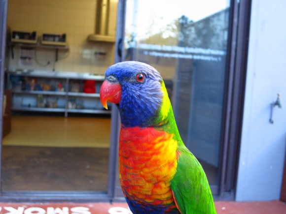 Rainbow Lorikeet